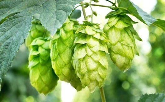 Hops Vine Plant Cuttings 5-Pack Japanese Hops Humulus lupulus Perennial Garden Climbing Vine