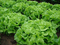 Oakleaf Leaf Lettuce Seeds - 500+ Heirloom Organic Non-GMO - Lactuca sativa