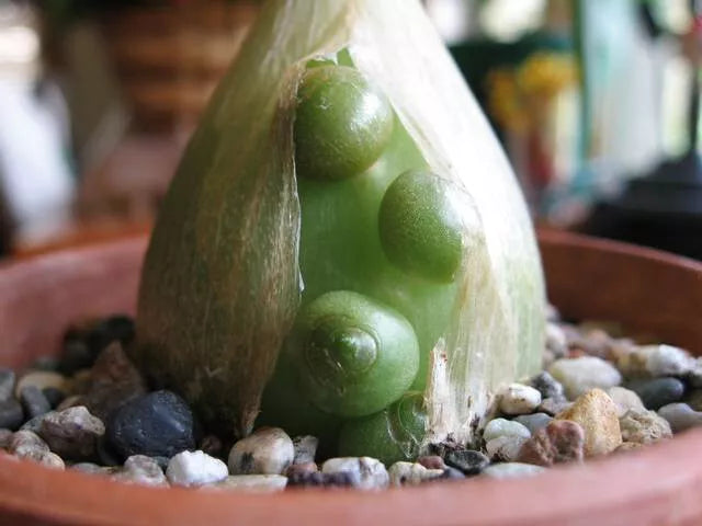 Unusual Albuca Bracteata Succulent - 4" Diameter Rare Indoor Plant - Unique Spiral Leaves, Drought Tolerant, Low Maintenance