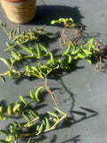 String of Bananas Cuttings Set of 3 - Senecio radicans - Easy Care Succulent Plant Cuttings for Propagation and Home Decor
