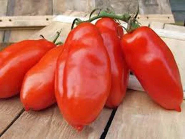 Heirloom Tomato Seeds Garden Collection 6 Pack – Organic, Non-GMO, Heirloom Varieties for Home Gardening, Solanum lycopersicum