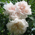 Madame Alfred Carriere Climbing Rose Cuttings – 4 Live Propagation Cuttings, Sweet Fragrance, Unique Creamy Pink Blooms, Rosa 'Madame Alfred Carriere'