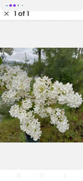 Jumbo Bare Root Lilac Bush, White Variety, Syringa vulgaris, Includes Planting Instructions, Set of 5