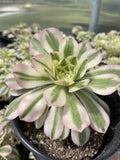 Live Succulent Plant Cutting - Aeonium Variegated Maybach - 3.5” - Perfect for Indoor Decor, Terrariums, and Gifts