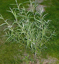Outdoor STEM Project Kit | Hybrid Willow Tree | Fast Growing Salix × sepulcralis