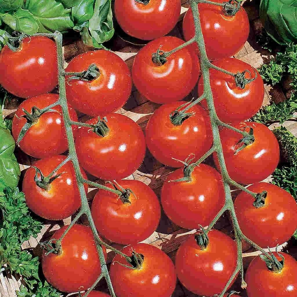 Sweetie Cherry Tomato Seeds - 10+ Non-GMO Heirloom Organic - Solanum lycopersicum