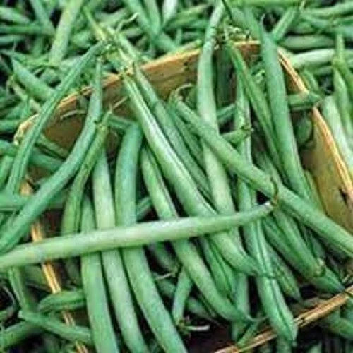 Stringless Green Bean Seeds - Non-GMO, Early Harvest, Phaseolus vulgaris, Bush Type, Pack of 100