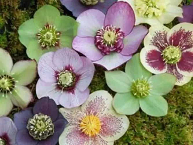 15+ Rose Helleborus Seeds - Christmas Rose Flower Seeds - Winter Blooming Perennial (Helleborus niger)