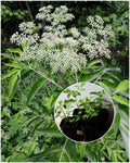 American Elderberry Starter Plant in 2"x3" Pot, Sambucus canadensis, Organic Perennial, Bushy Shrub for Gardens