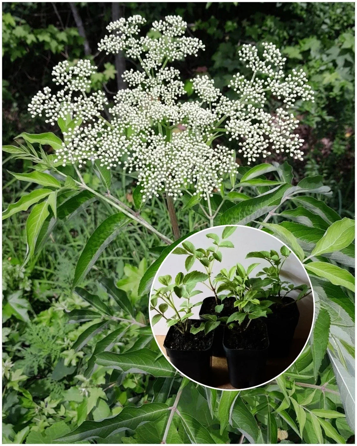 American Elderberry Starter Plant in 2"x3" Pot, Sambucus canadensis, Organic Perennial, Bushy Shrub for Gardens