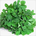 Fenugreek Herb Seeds - Heirloom Variety, 20+ Seeds, Healthy and Tasty - Trigonella foenum-graecum