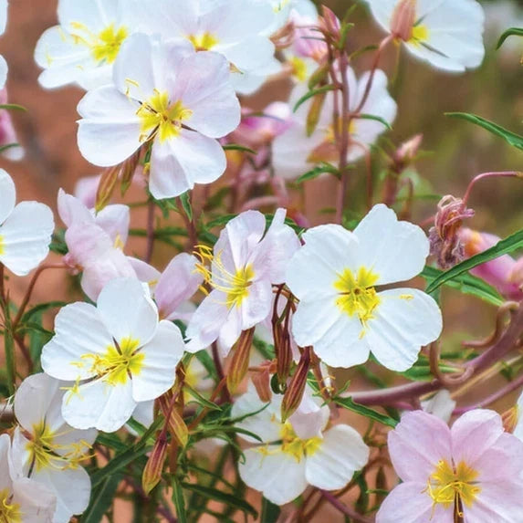 Evening Primrose Seeds - Pale Yellow, Non-GMO, Oenothera pallida, Wildflower, Perennial, Pollinator Attractant, Bulk 100-2000