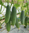 Cucumber Seeds 50+ Pack - Marketer Variety - Non-GMO Pickling Cucumis sativus Vegetable Garden Seeds