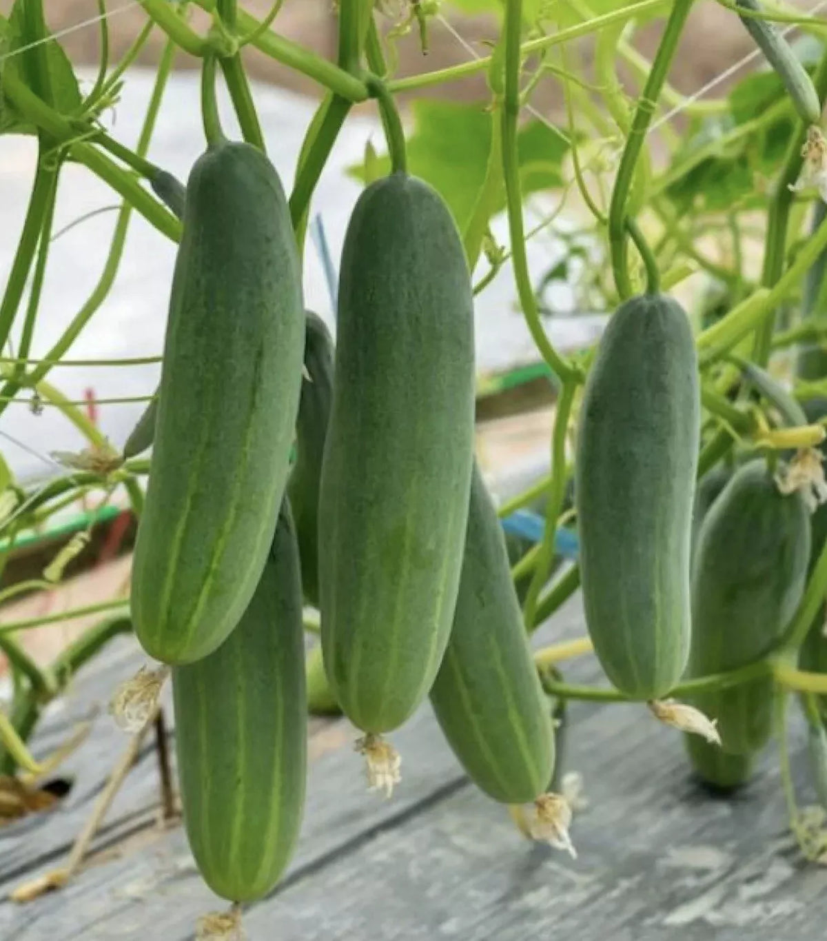 Cucumber Seeds 50+ Pack - Marketer Variety - Non-GMO Pickling Cucumis sativus Vegetable Garden Seeds