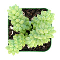 Burro's Tail Succulent in 2'' Pot | Sedum Morganianum | Donkey's Tail Houseplant