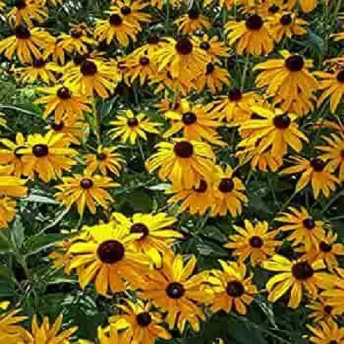 Ozark Gold Coneflower Seeds - 50 Pack - Echinacea paradoxa Perennial Flowers for Garden, Borders, Pollinator Attracting, Drought Tolerant