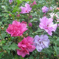 Mixed Rose of Sharon Plants - 3 Live Plants, Various Colors, Hibiscus syriacus, 2.5" Pot, Hardy, Flowering Shrubs for Gardens