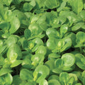 Golden Purslane Seeds - Edible Herb Seeds for Gardening - Portulaca oleracea - 750+ Fresh Seeds for Container & Garden