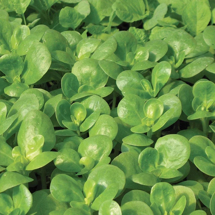 Golden Purslane Seeds - Edible Herb Seeds for Gardening - Portulaca oleracea - 750+ Fresh Seeds for Container & Garden