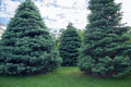 30 White Fir Seeds for Planting, Abies concolor, Evergreen Tree Seeds, High Germination Rate, Ideal for Landscaping