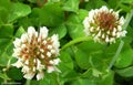 White Dutch Clover Seeds - Perennial Ground Cover - Trifolium repens - 10,356 Seeds for Lawns & Pollinators