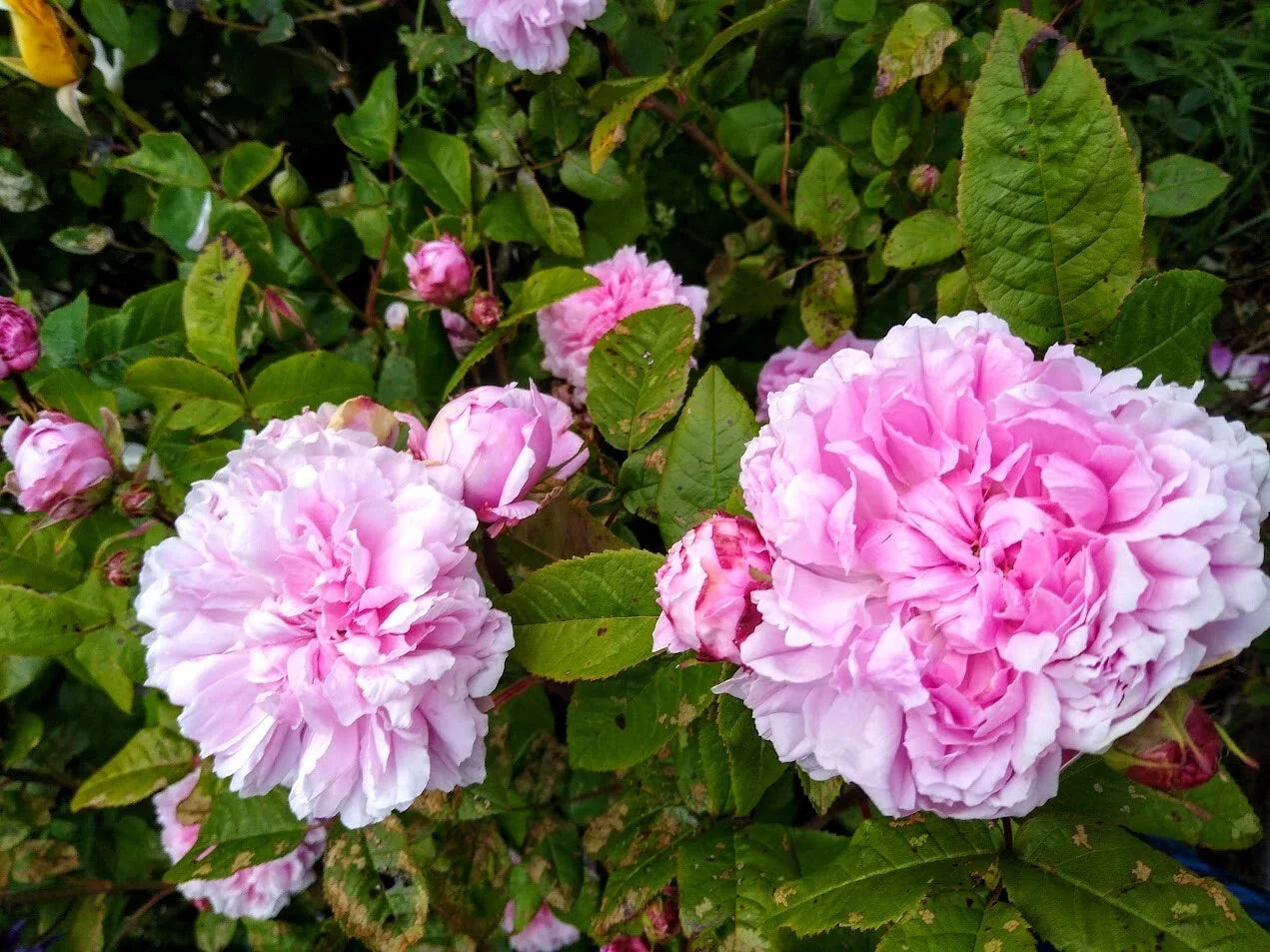 Bare Root Rose Plant - Jacques Cartier - 2 Years Old - Rosa 'Jacques Cartier'
