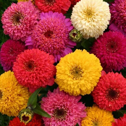 Zinnia Seeds Mix - 150+ Varieties Annual Flower Seeds - Zinnia elegans for Garden, Border, Container Planting