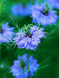 Nigella Double Blue Seeds - 100 for Cutting Gardens, Pollinator Attractant, Nigella damascena