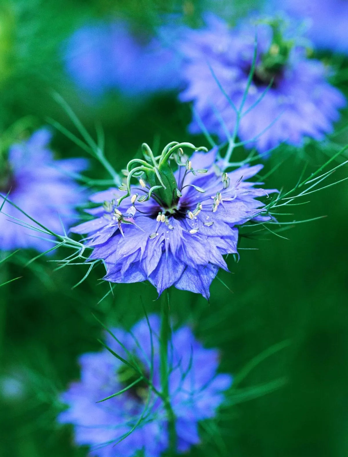 Nigella Double Blue Seeds - 100 for Cutting Gardens, Pollinator Attractant, Nigella damascena