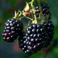Blackberry Bush Seeds, Rubus allegheniensis, Hardy Fruit Plant for Garden, Zone 3, Erect Bush, 20 Seeds