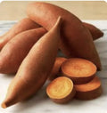 Beauregard Sweet Potato Plants - 15 Organic Slips - Khoai Variety - Edible Garden Plants - Ipomoea batatas