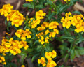 Mexican Tarragon Seeds - NON-GMO, Texas Tarragon, Mexican Mint Marigold, Tagetes lucida, Herb Seeds, Culinary Herb, Drought-Resistant