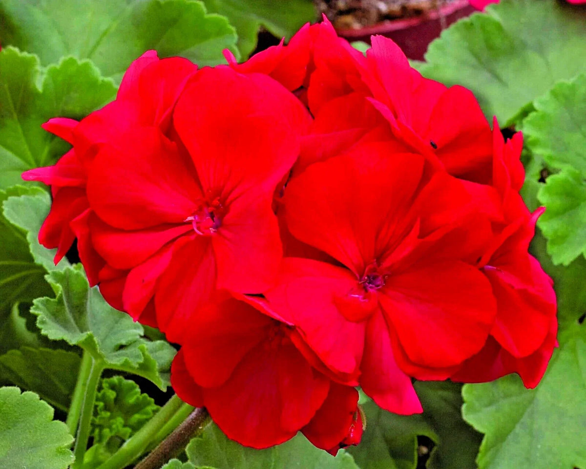 Geranium Pelargonium Red Live Unrooted Cuttings – 6" Flowering Plant for Garden & Home Decor