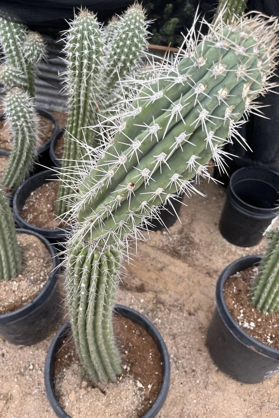 Argentinian Saguaro Cutting 38” Thick Stetsonia Coryne Live Plant XL Spines A025