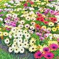 African Daisy Flower Seeds Mix - 200+ Cape Marigold Cineraria - Drought Tolerant, Easy to Grow