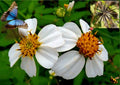 Spanish Needle Seeds - 150+ Pack - Biden alba, Yellow Flowers, Wildflower, Drought-Tolerant Annual Seeds
