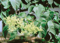Japanese Tree Lilac Seeds 25 Pack | Syringa reticulata Ornamental Tree