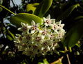 Hoya Australis Wax Flower Vine Starter Plant - Solid Green Indoor Houseplant, Tropical Foliage, Easy Care