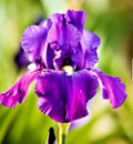 Purple Bearded Iris Bulbs - 3 Assorted Rhizomes for Garden, Iris germanica, Easy to Grow, Vibrant Purple Blooms
