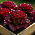 Ruby Red Lettuce Seeds - Heirloom Non-GMO Lactuca sativa - Organic Salad Greens Packet of 1000+ Seeds