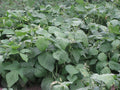 Strike Snap Bush Bean Seed 250+ - Phaseolus vulgaris - Non-GMO, Heirloom, Easy to Grow, Garden Vegetable Seeds