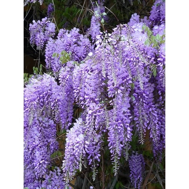 Wisteria Live Plants - 2 Rooted Purple Flowering Vines - Wisteria sinensis Climbing Clusters for Garden Trellis or Fence