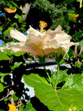 Cream with Pink Splash Hibiscus Cuttings - 6 Inch Non-Rooted Hibiscus rosa-sinensis for Garden & Pot Planting