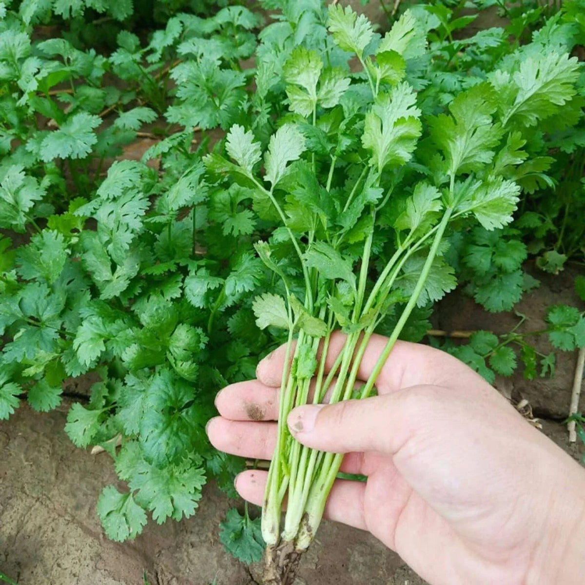 Cilantro Seeds for Planting - 1000 pcs Heirloom Coriander Herb - Sow Right Seeds
