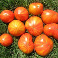 Mr. Stripey Tomato Seeds 25 Count Heirloom Non-GMO Indeterminate Vegetable Seeds Solanum lycopersicum