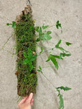 Jungle Log Garden with Peperomia and Rabbits Foot Fern - Live Indoor Plant Display - Unique Log Arrangement