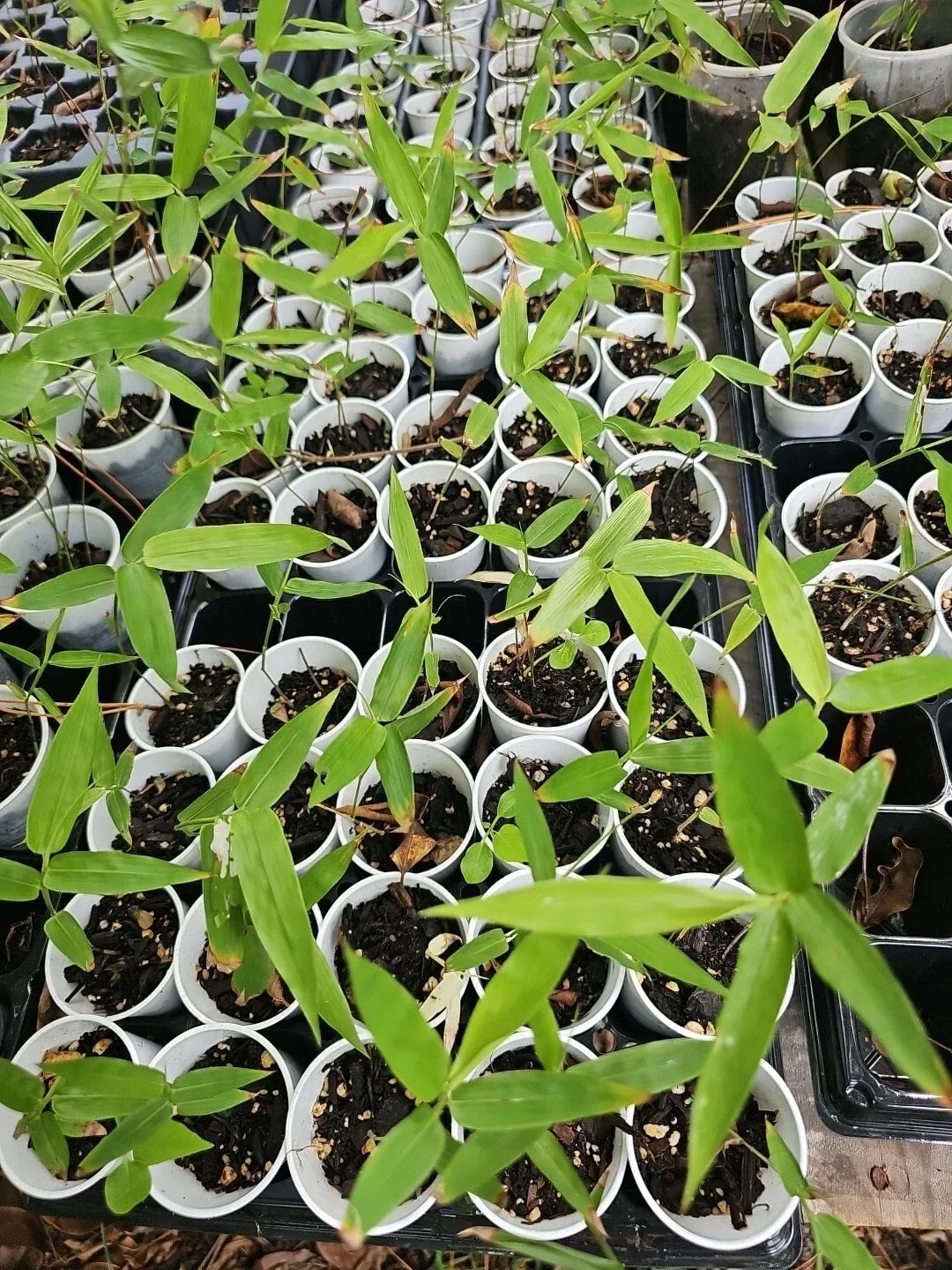 Dendrocalamus Giganteus Bamboo Seedling 2" Pot Green Tropical Plant for Garden & Landscape
