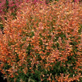 Orange Hyssop Seeds - Agastache aurantiaca Perennial Flower Seeds - 100 Pack for Garden Beds & Borders