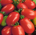 Napoli Tomato Seeds - 50+ Determinate Italian Paste Vegetable, Solanum lycopersicum, for Home Gardening, Sauce, Container Growing