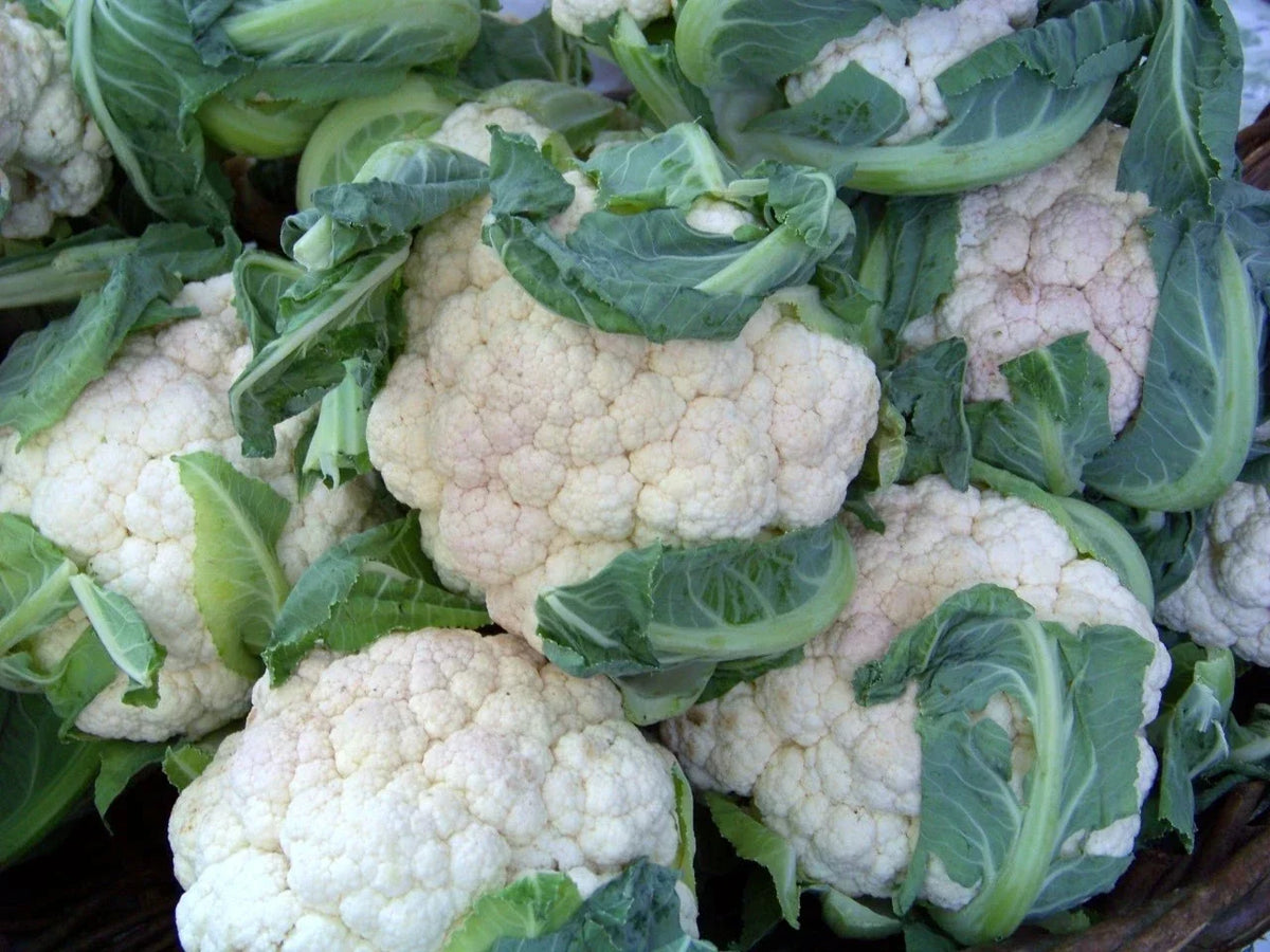 Cauliflower Seeds - Early Snowball Variety - Brassica oleracea - 112 Seeds for Spring & Fall Gardening